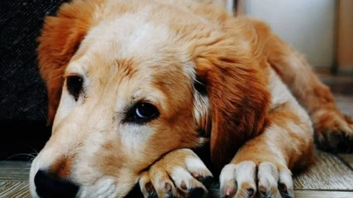 MOŽE LI SE PAS POSTIDJETI: EVO ŠTA O TOME MISLI NAUKA, A ŠTA KAŽU ISKUSTVA VLASNIKA