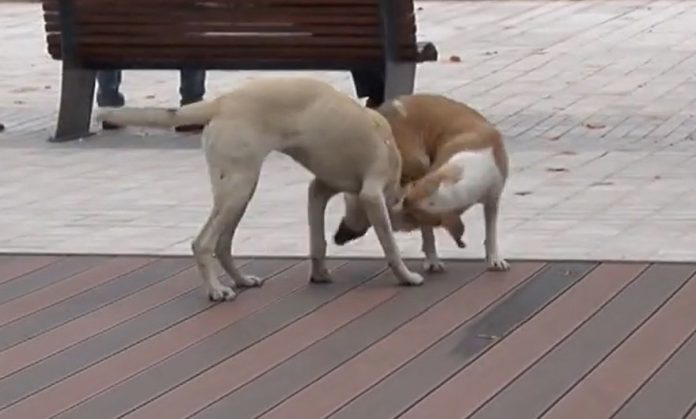 Trogodisnju Djevojcicu Za Glavu Ugrizao Pas Lutalica Oglasila Se I