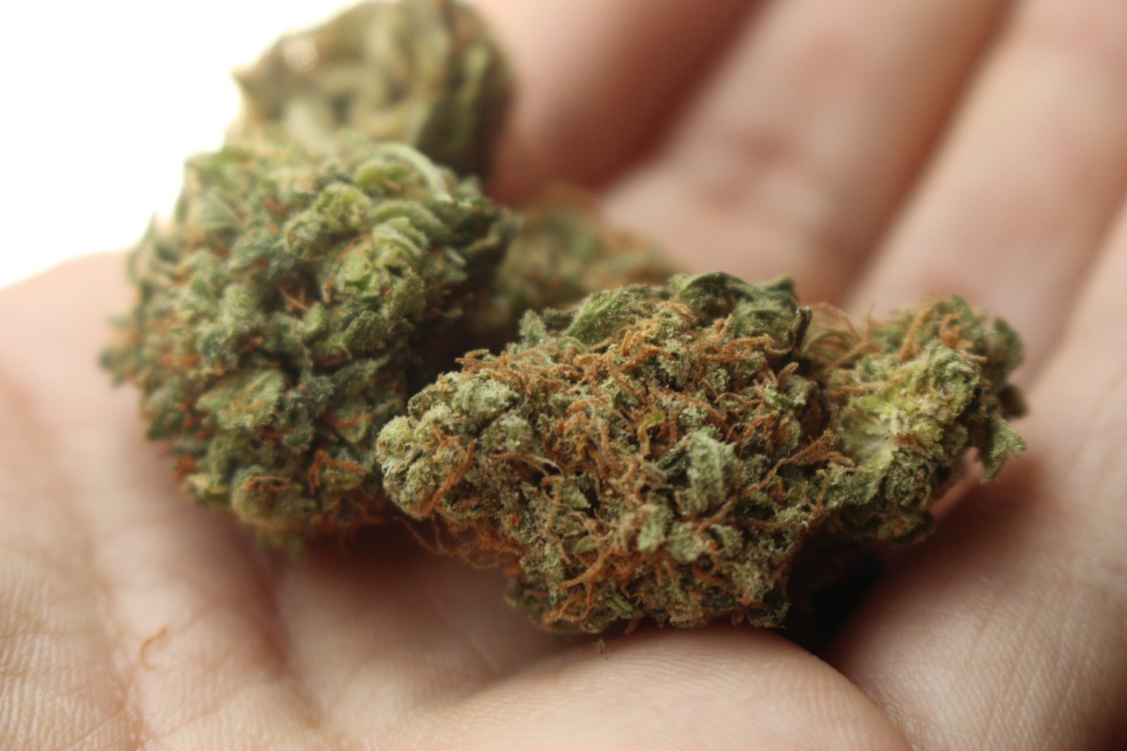 BURAN DAN U SARAJEVU: NAKON HAPŠENJA, PRONAĐEN ECSTASY, DROBILICA, SPEED I MARIHUANA