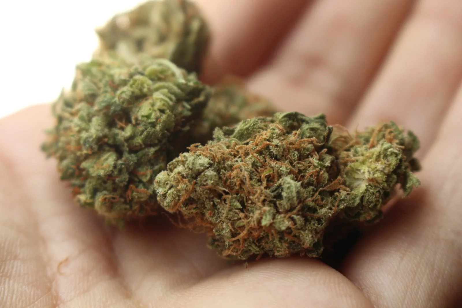 BURAN DAN U SARAJEVU: NAKON HAPŠENJA, PRONAĐEN ECSTASY, DROBILICA, SPEED I MARIHUANA