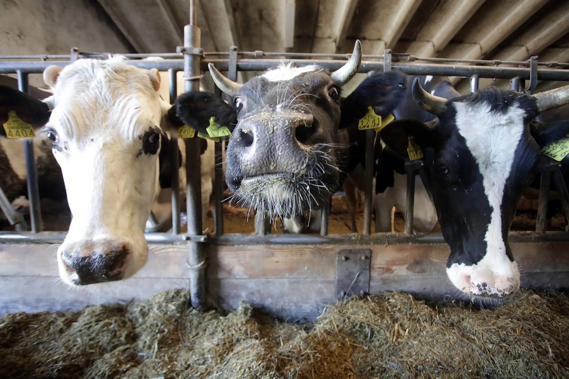 Proizvodnja mlijeka za godinu dana pala gotovo 25 posto – Business Magazine