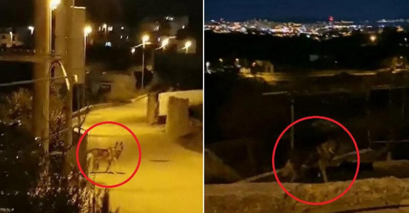 SPLIT DRHTI: ZVIJERI SU MEĐU KUĆAMA U GUSTO NASELJENOM PODRUČJU