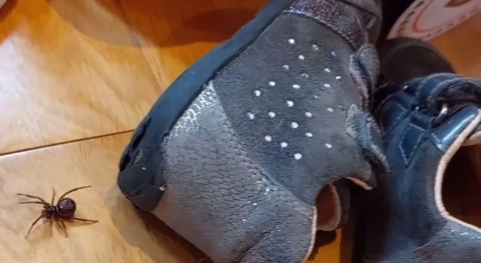 DJEČAKA UGRIZAO PAUK: DVA DANA KASNIJE NIJE MOGAO STAJATI NA NOGAMA