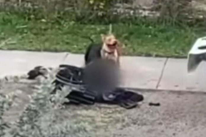 Uznemirujuci Snimak Razjareni Pit Bullovi Rastrgali Muskarca U Kolicima Spasili
