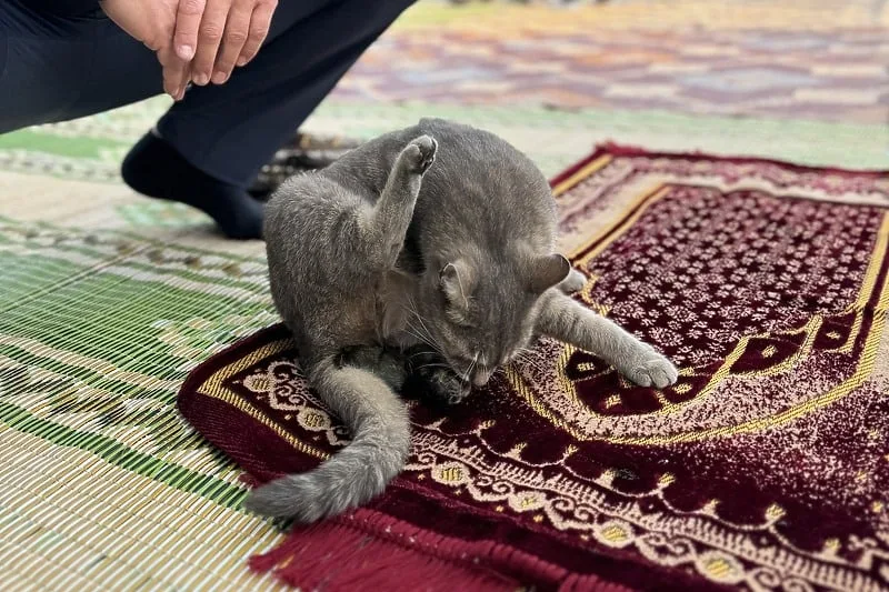 Mačak se rodio među vjernicima na bajram-namazu, dječak zbog geste “zaradio” bajramski novac