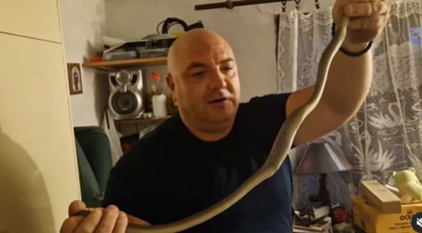 (VIDEO) Uznemirujući snimak iz kuće u susjedstvu! Zmija pojela kanarince i uvukla se u kavez