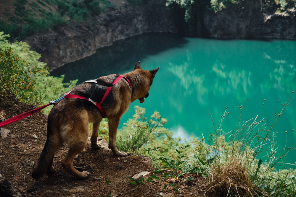 Ovo bajkovito jezero skriveni je biser Fruške gore: mjesto gdje su snimani poznati domaći filmovi, a ulaz je besplatan