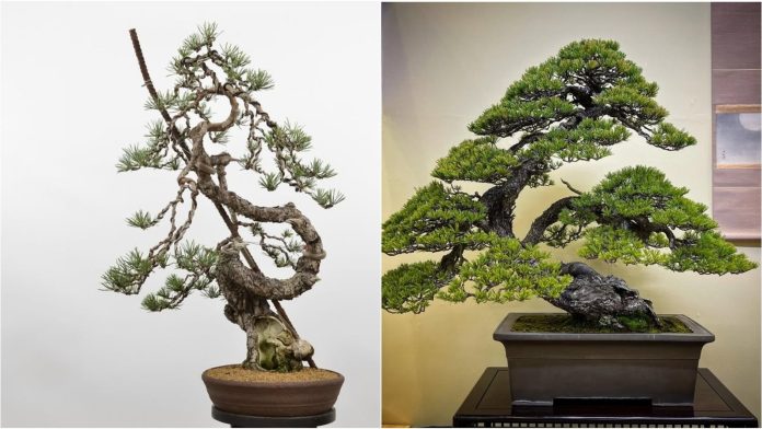 Bonsai Drvo Simbolizira Smirenje I Harmoniju – Idealno Za Godinu