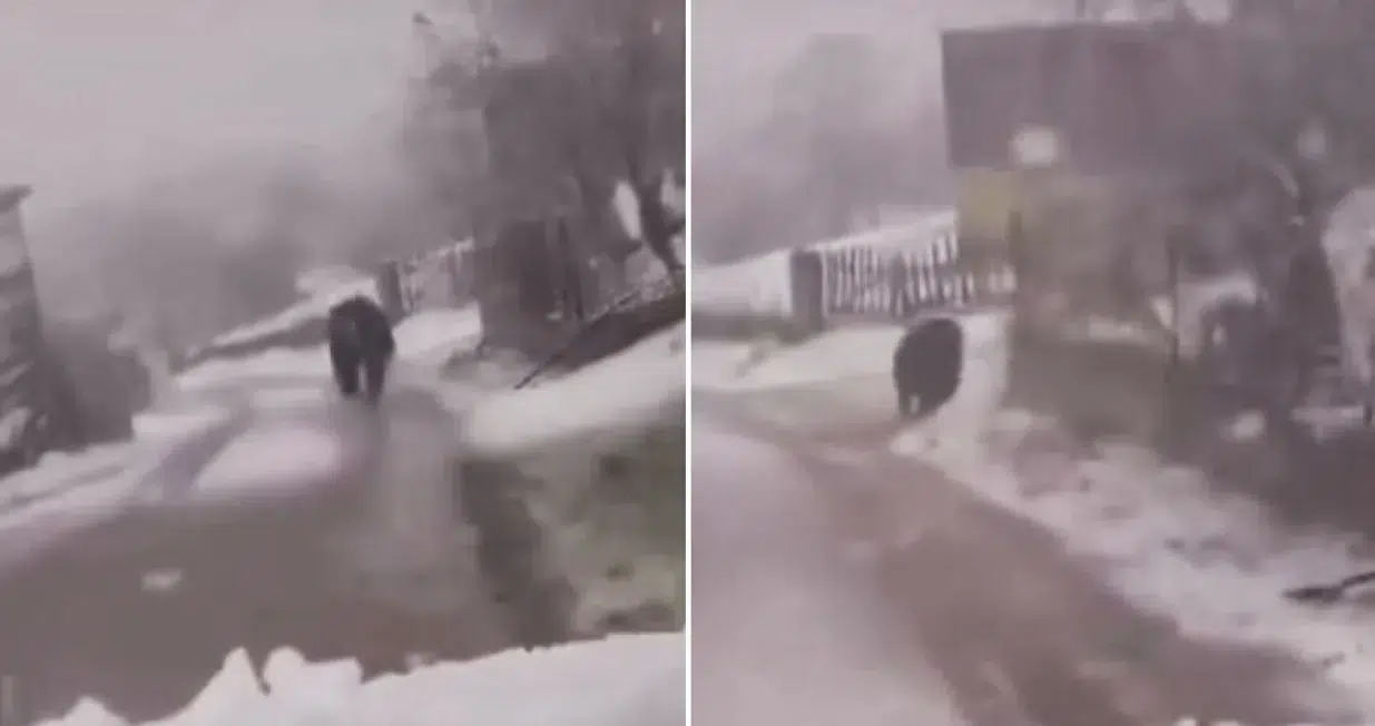 (VIDEO) Medvjed trčao po kućama na Vlašiću: Pobjegao iz zatočeništva (?!)