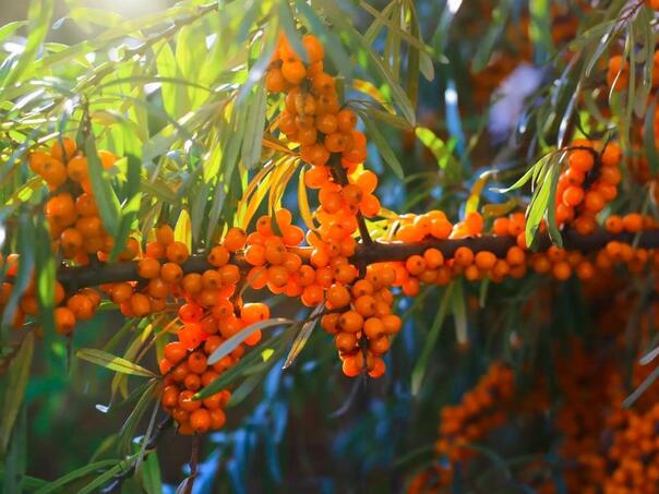 Prirodni Dodatak Ishrani Koji Sadrzi 30 Puta Vise Vitamina C