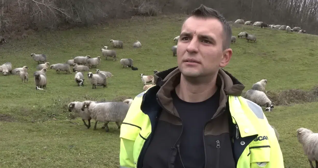 (Video) Zbog ovce, napustio je Dansku i vratio se na most Sanskog: “Nisam mogao ostati”