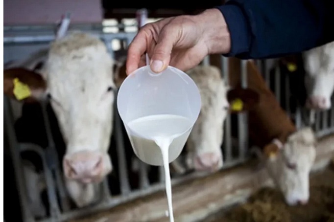 Cijene Krava I Mlijeka Vrtoglavo Rastu Bh Farmeri Se Moraju