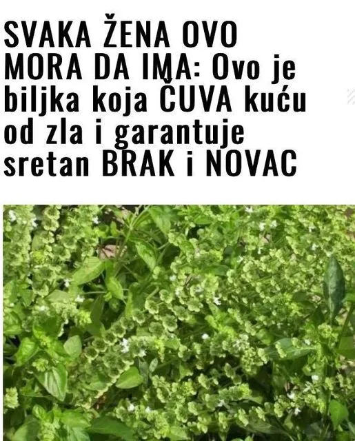 SVAKA ŽENA OVO MORA DA IMA: OVO je biljka koja ČUVA kuću OD zla i garantuje sretan BRAK i NOVAC