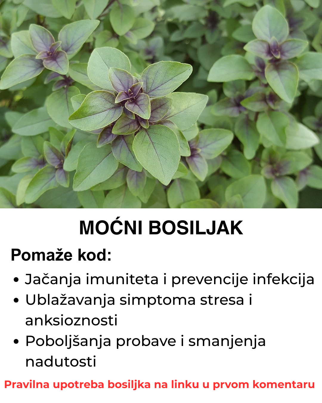 Bosiljak – Ova moćna biljka nam je s razlogom na dohvat ruke, a mi je ne primećujemo
