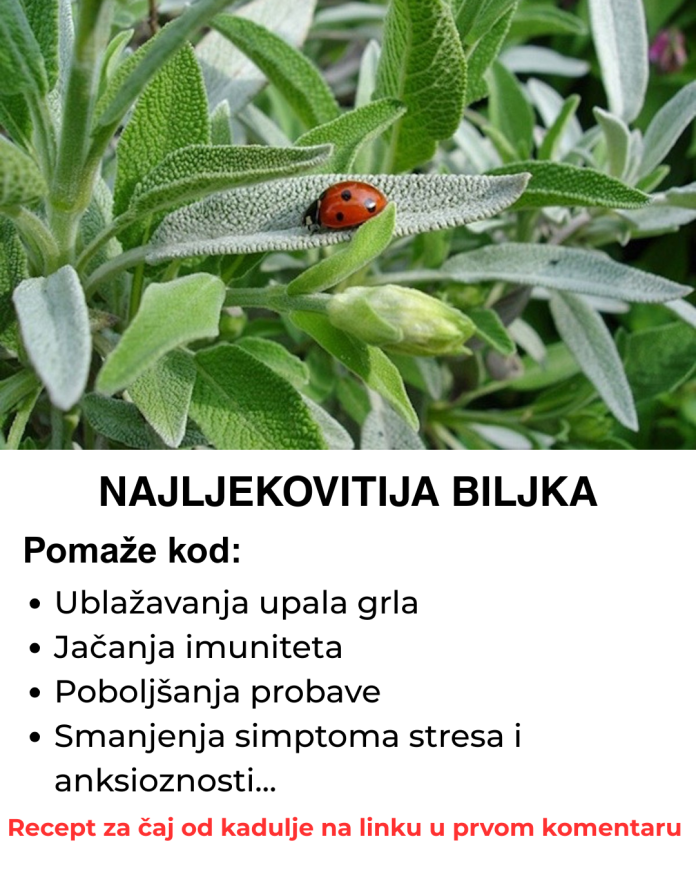 Naljekovitija Biljka Na Svijetu – Evo Kako Da Napravite Caj