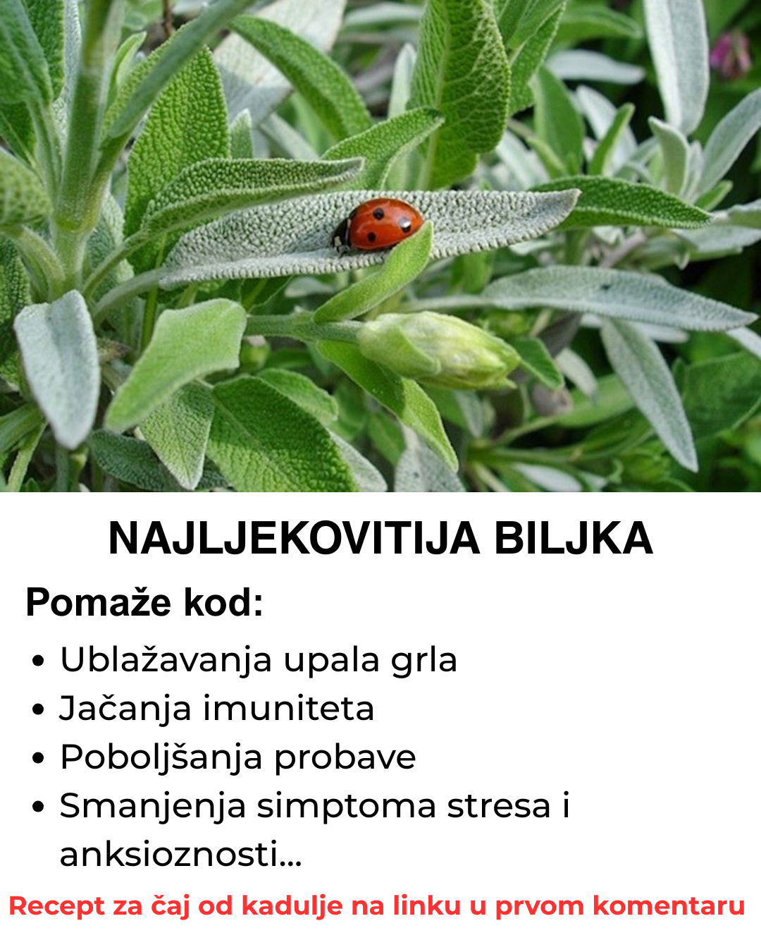 Naljekovitija biljka na svijetu – Evo kako da napravite čaj od kadulje, obavezno ga zapišite negdje