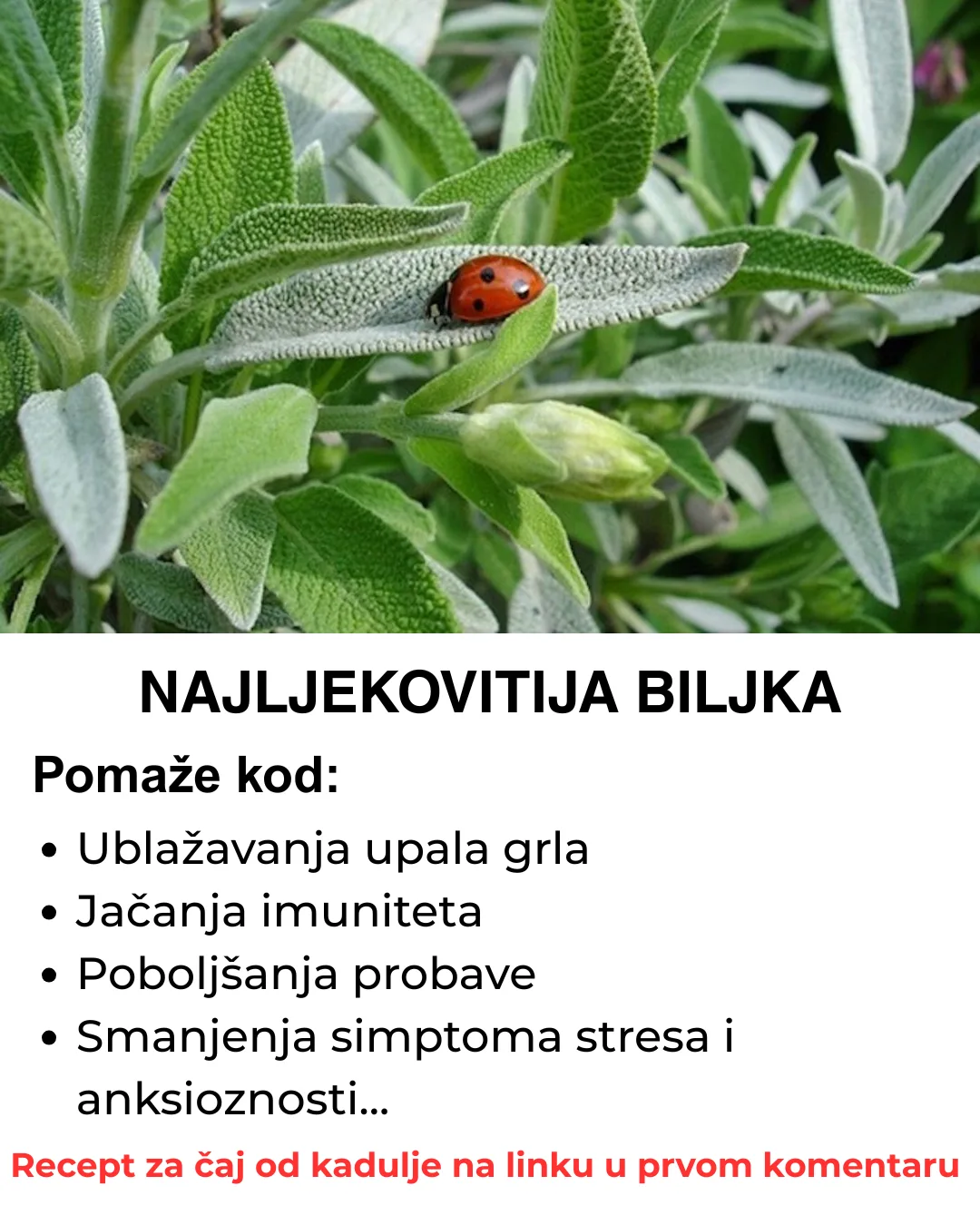 Naljekovitija biljka na svijetu – Evo kako da napravite čaj od kadulje, obavezno ga zapišite negdje