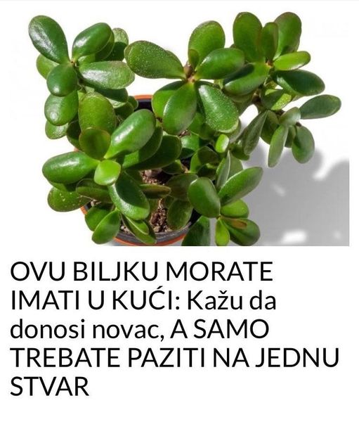 Ovu Biljku Morate Imati U Kuci Kazu Da Donosi Novac