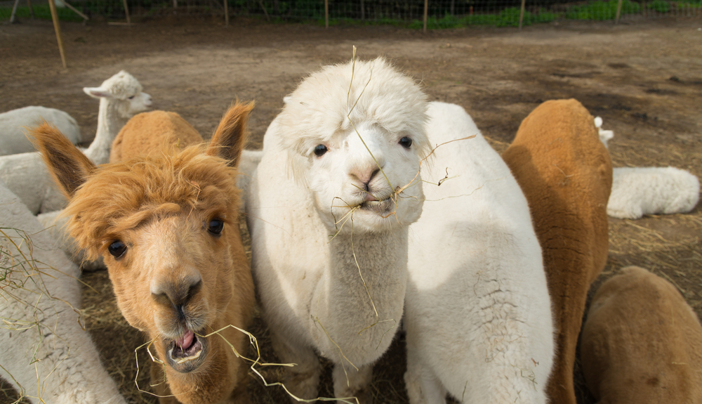 Prije samo sat vremena iz Beograda jedino je selo Alpaca u Srbiji: za prvi svibanj pomozite životinji s najskupljom vunom na svijetu