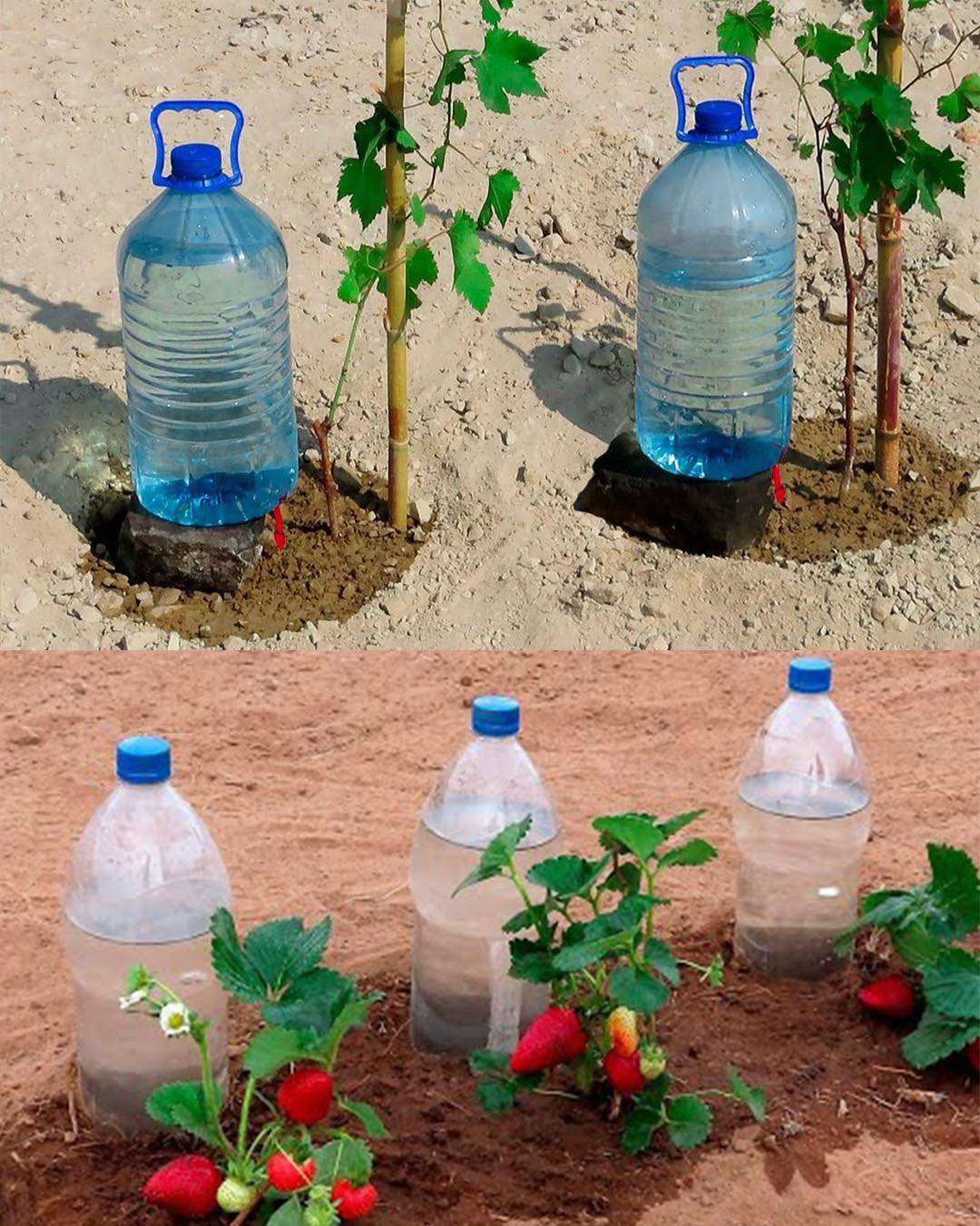 Evo kako zalijevati biljke mjesec dana bez troškova – Potrebne su vam samo plastične flaše