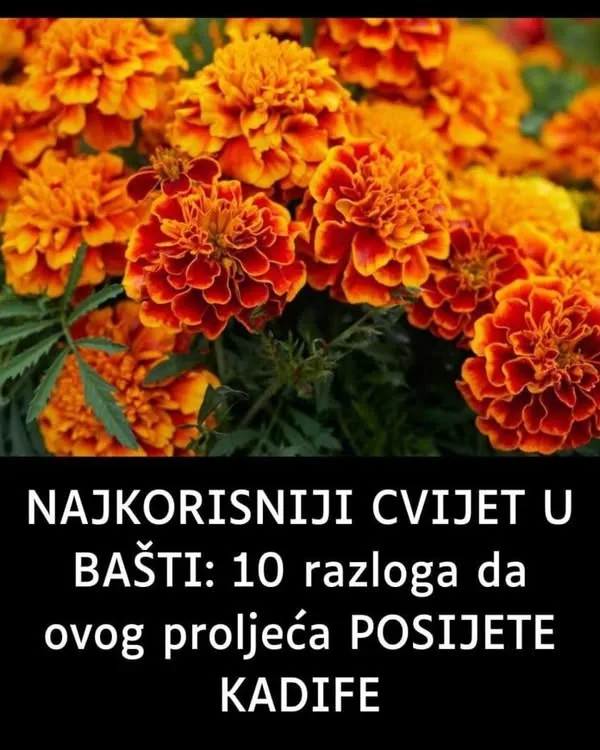 Najkorisniji cvijet u vrtu – Evo nekoliko razloga zašto biste ovog proljeća morali posijati kadife
