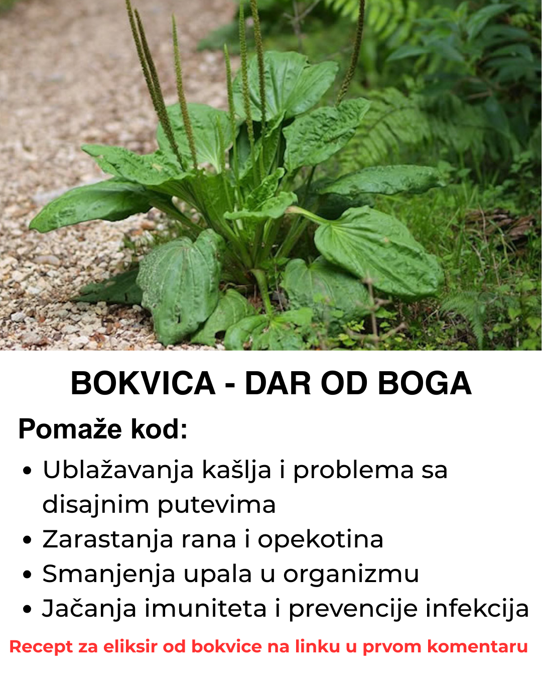 Najljekovitija biljka kod nas – Eliksir koji se sprema od nje otklanja mnoge tegobe