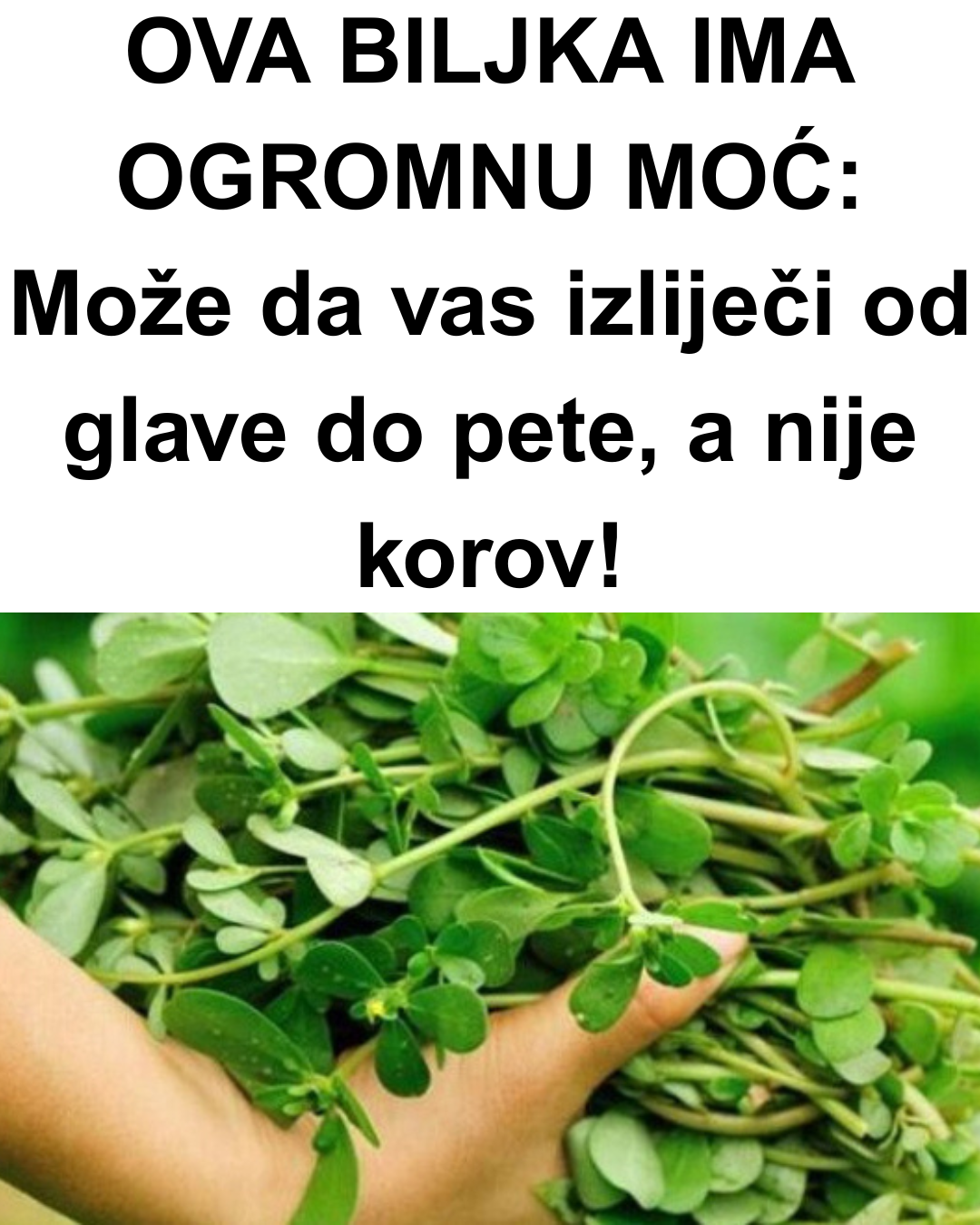 OVA BILJKA IMA OGROMNU MOĆ: Može da vas izliječi od glave do pete, a nije korov!