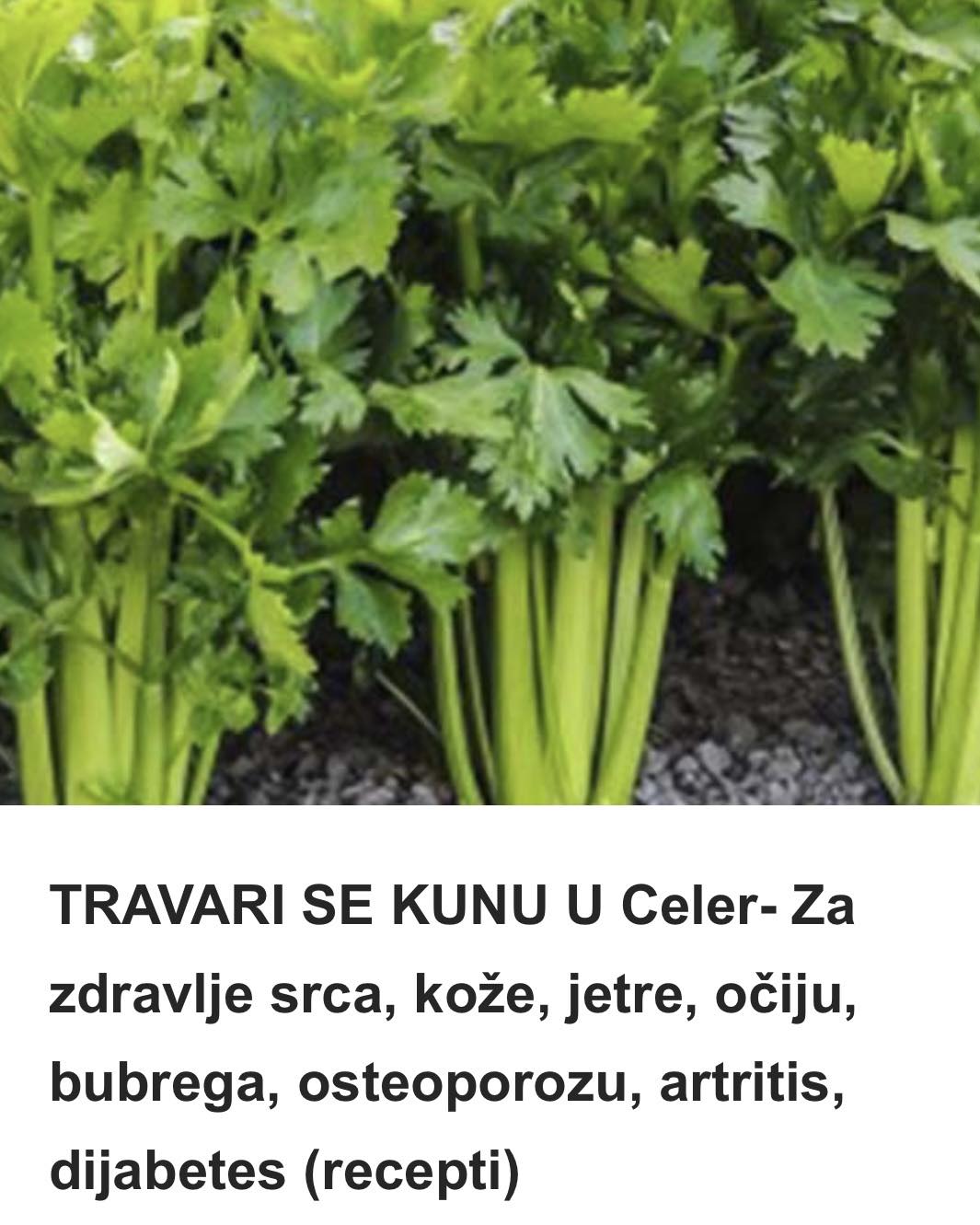 TRAVARI SE KUNU U Celer- Za zdravlje srca, kože, jetre, očiju, bubrega, osteoporozu, artritis, dijabetes