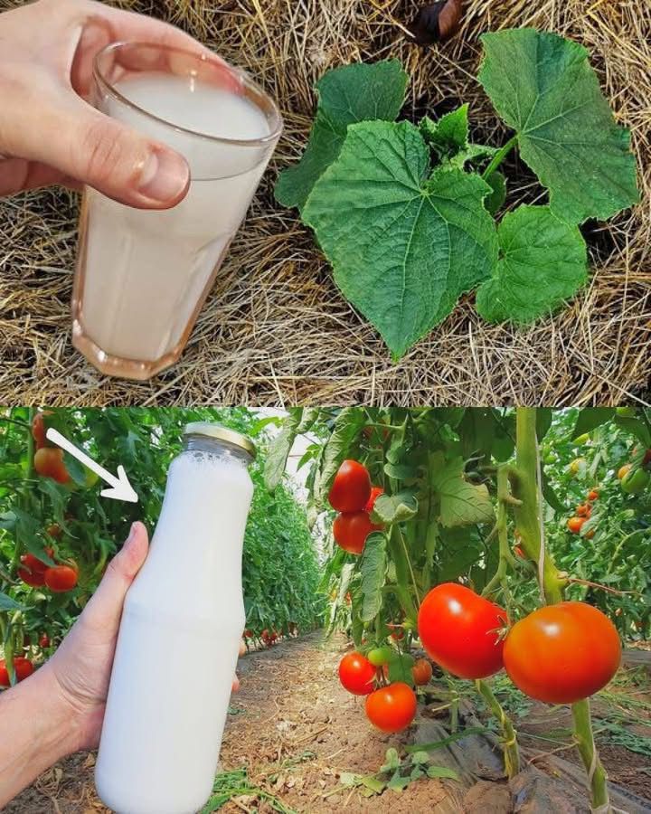 Nećete verovati koliko soda bikarbona može da vam pomogne u vašem vrtu – Otkrivamo vam 10 neverovatnih trikova!