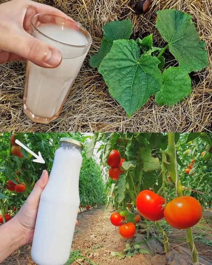 Nećete verovati koliko soda bikarbona može da vam pomogne u vašem vrtu – Otkrivamo vam 10 neverovatnih trikova!