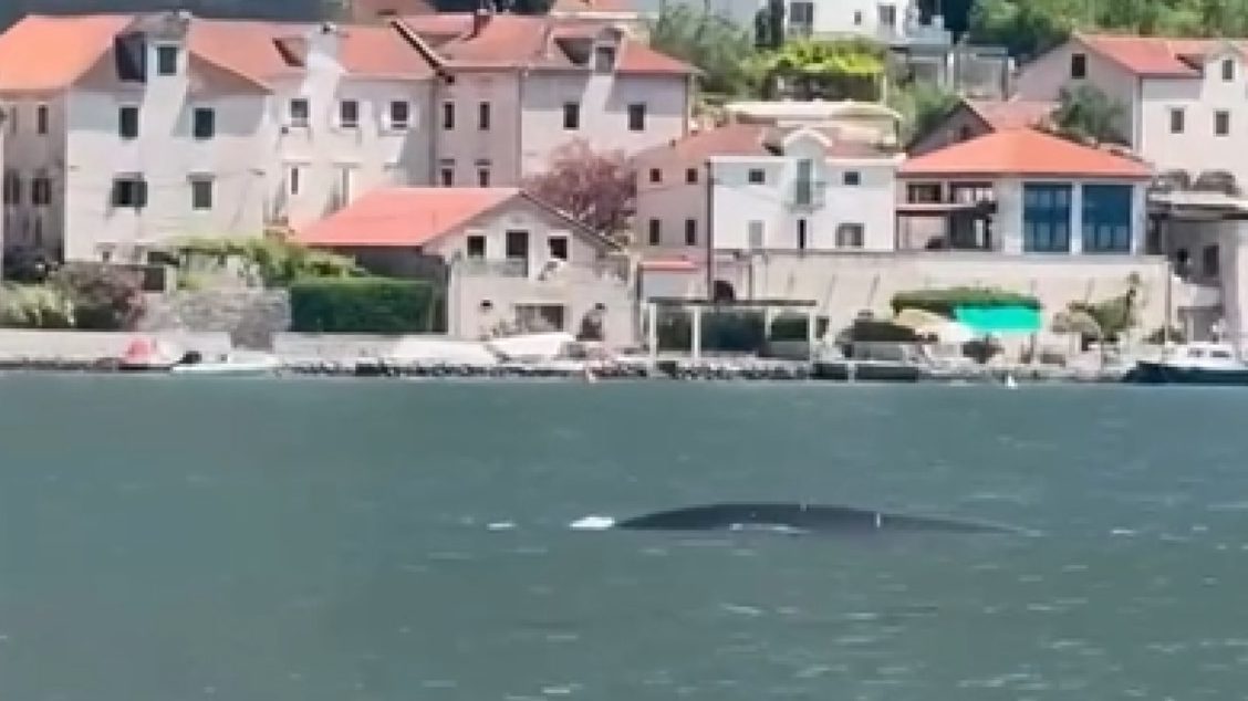 Upozorenje na Jadrana: Nakon bijelog morskog psa, u Herceg Novi i Boki snimljeni i kita