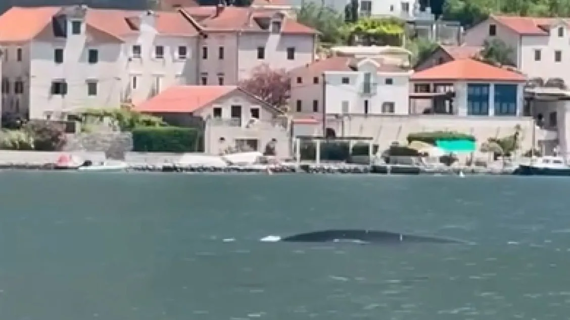 Upozorenje na Jadrana: Nakon bijelog morskog psa, u Herceg Novi i Boki snimljeni i kita