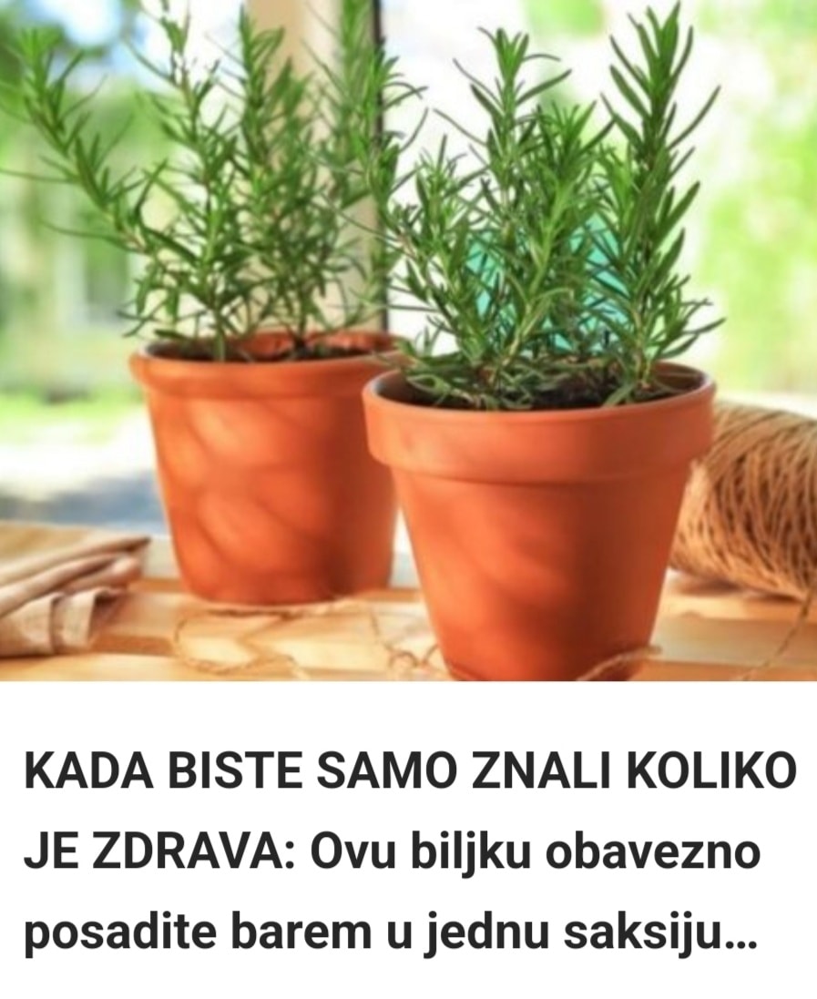 Nećete verovati šta sve ruzmarin može da učini za vaše telo – evo nekoliko razloga zašto ga morate imati