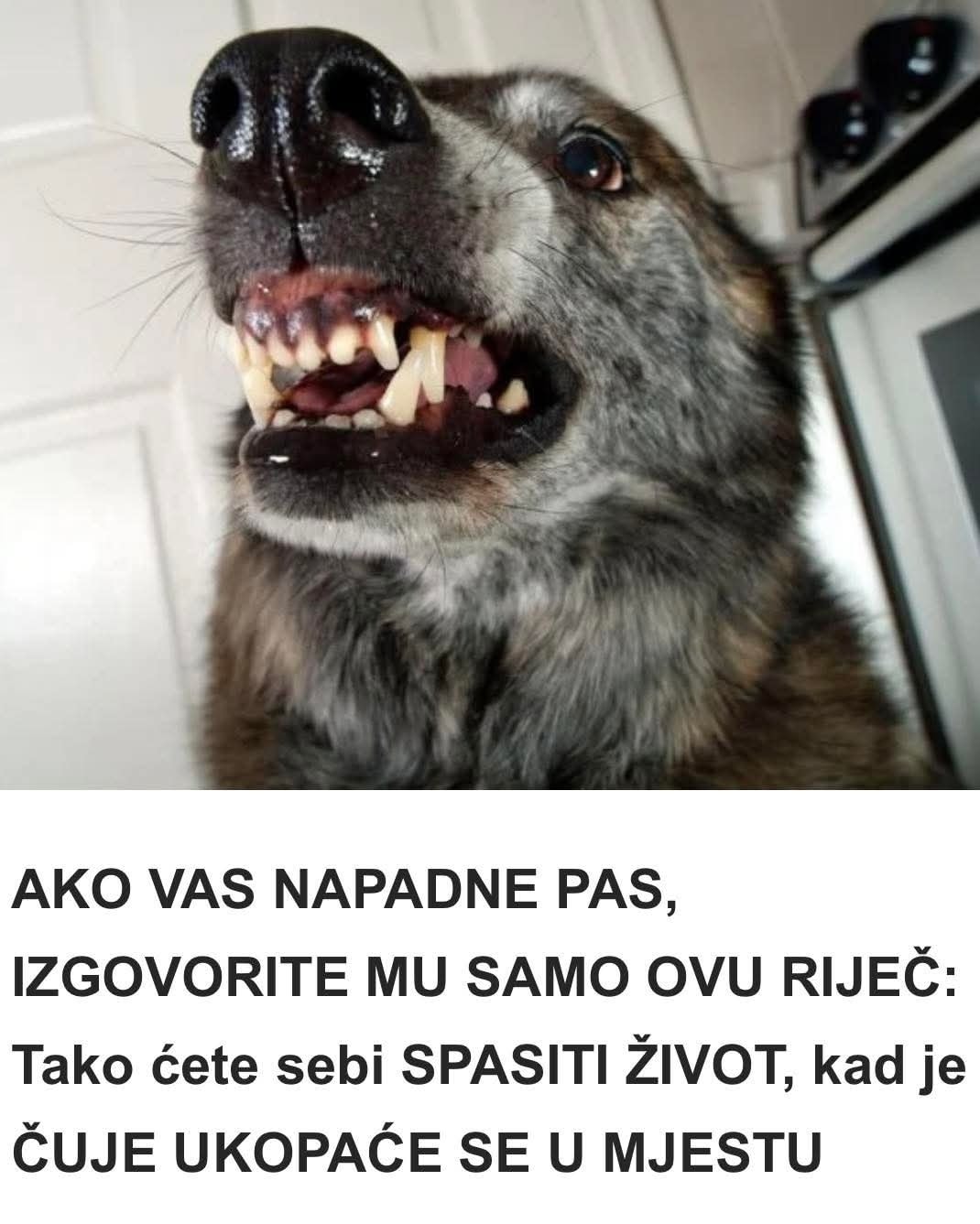 Ova reč tera i najagresivnijeg psa u mesto – morate je znati!