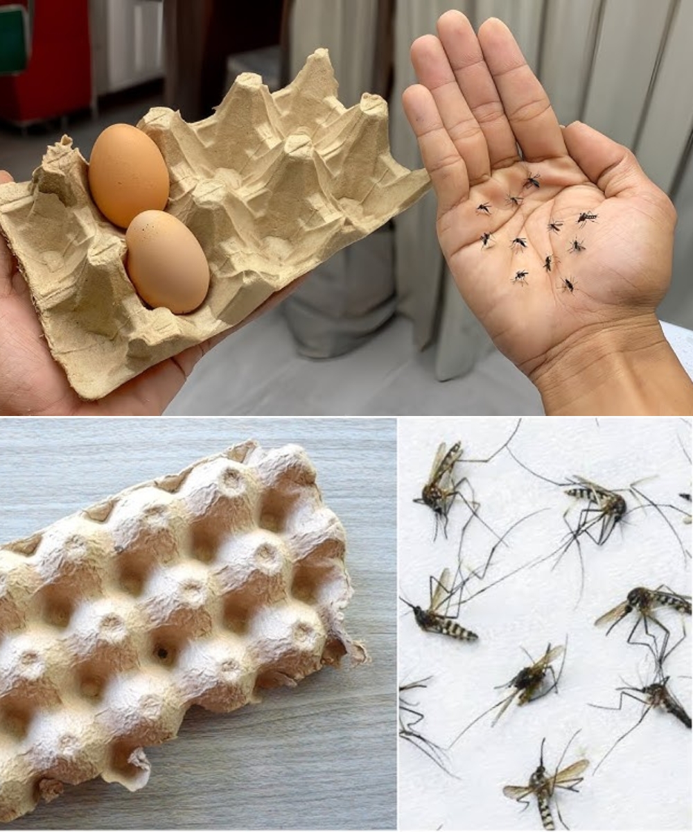 Prestanite da bacate kutije od jaja – Evo kako vam mogu pomoći da se riješite dosadnih komaraca!