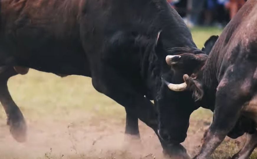Donji Vakuf: Uhapšene dvije osobe nakon što je bik usmrtio posjetitelja koride