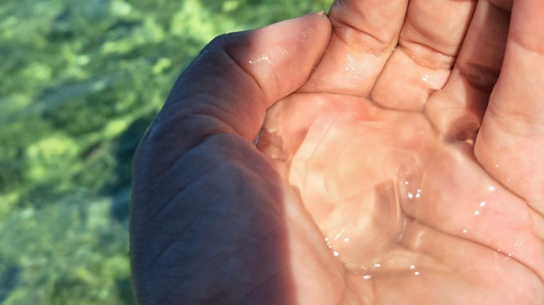Istria je puna ovih vitkih stvorenja: je li sigurno uskočiti u more?