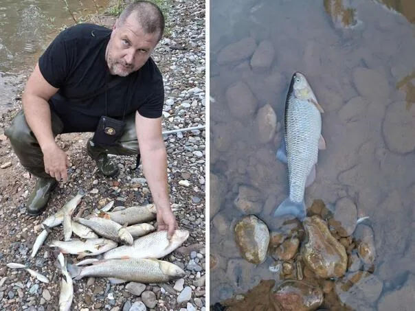 Strašna morska riba ribe u bh. Rijeqi nakon zakupa sadržaja iz tenkova