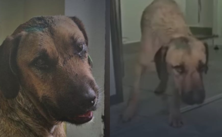 U Priboju Krvnicka posvetio je psa bilo koje: Čudovište ga je pretukao stupom, veterinar mu je spasio život