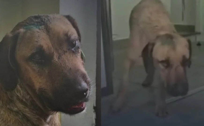 U Priboju Krvnicka posvetio je psa bilo koje: Čudovište ga je pretukao stupom, veterinar mu je spasio život