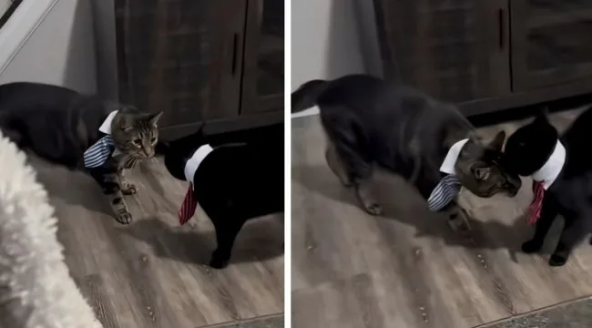 Urnebesno: Vlasnik je stavio mačke, pojavio se kaos (video)