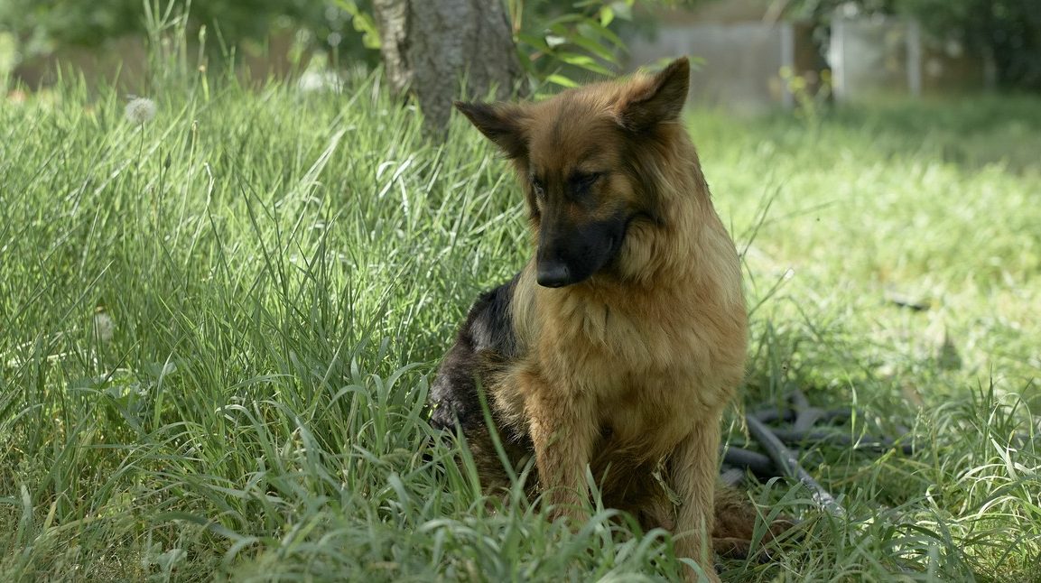 Veterinar otkriva: 4 razloga zašto pas jede travu i kada se trebate zabrinuti