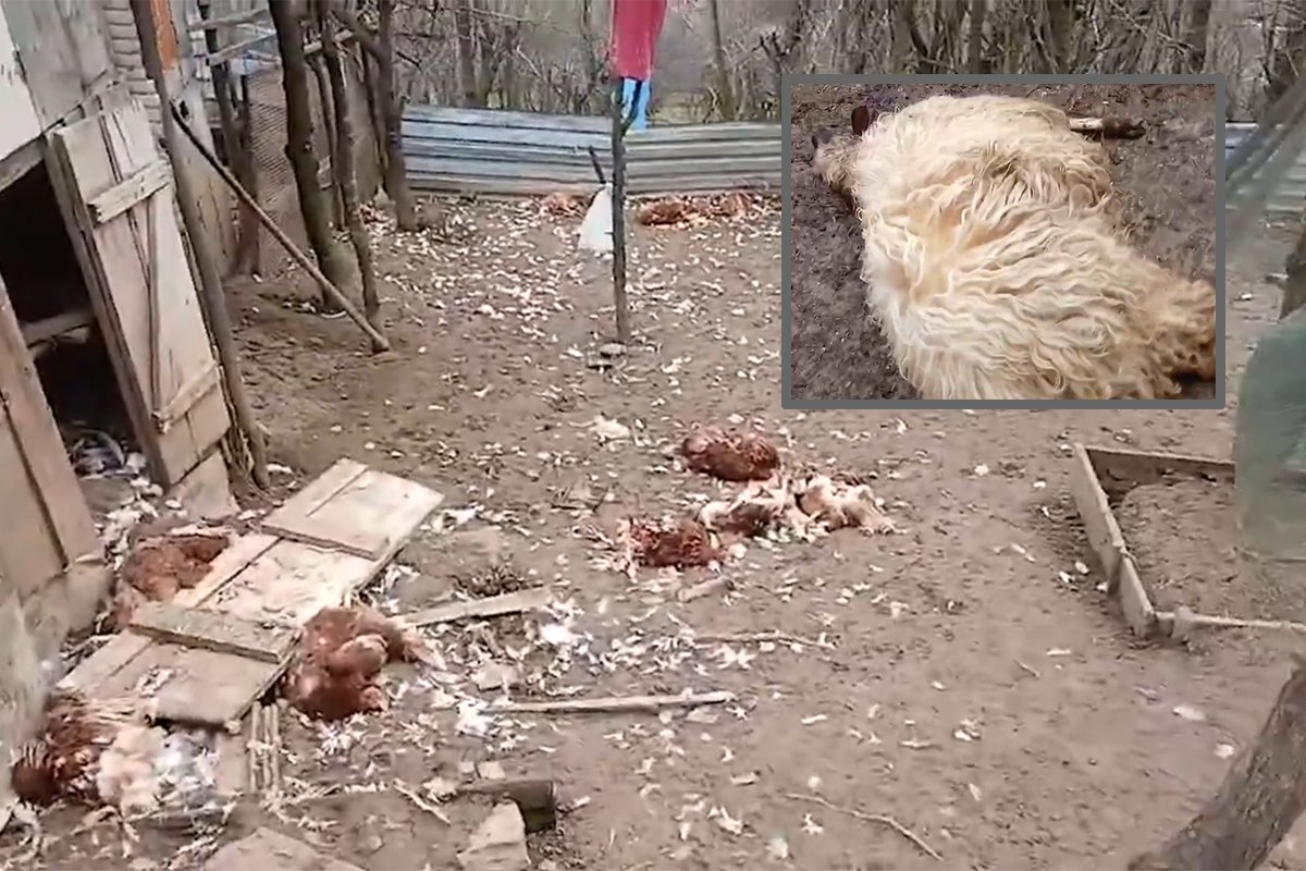 Šakali zaklali ovce i kokoši za teško bolesnog Banjalučanina (VIDEO)