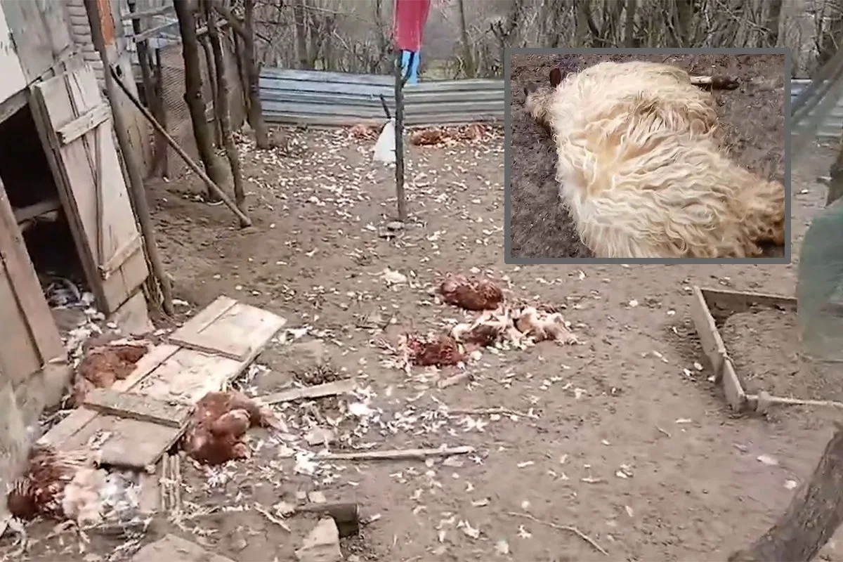 Šakali zaklali ovce i kokoši za teško bolesnog Banjalučanina (VIDEO)