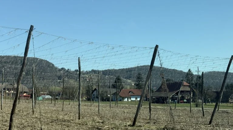 Na tim poljima raste biljka od koje se dobiva vjerojatno najpopularniji proizvod na svijetu: Znate li što je to?