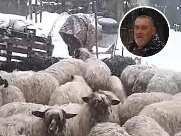 Preko noći ostao bez svega: Stočaru iz BiH snijeg ubio svu stoku