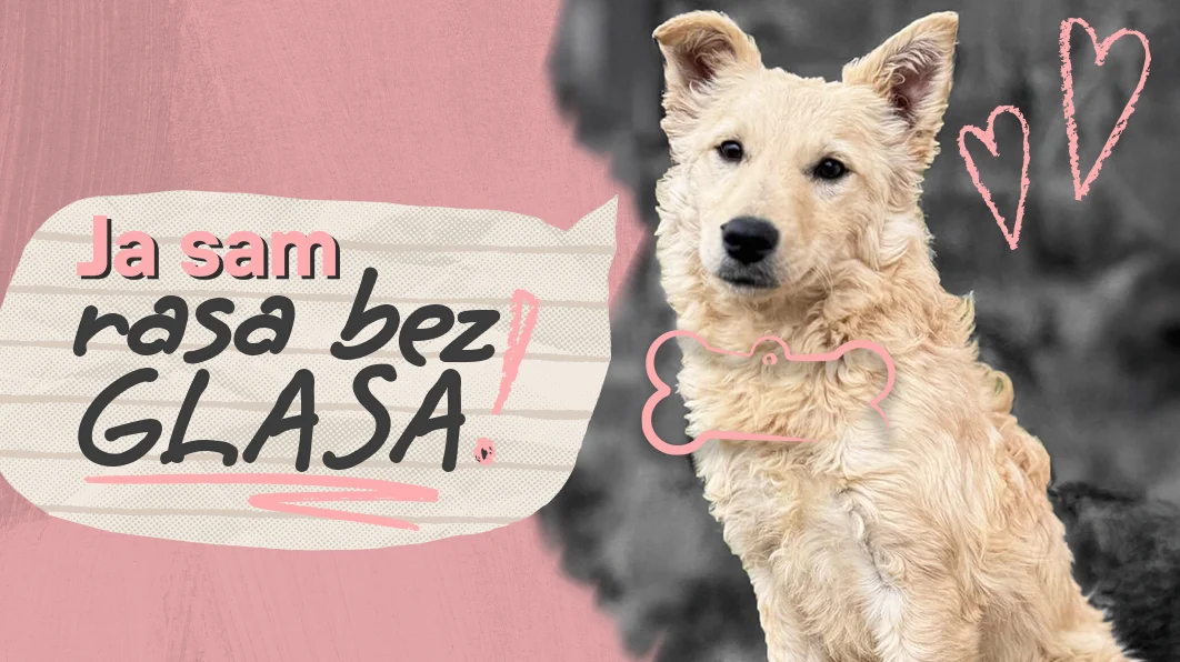 „Utrka bez glasa“: Poziv za podršku napuštenim životinjama