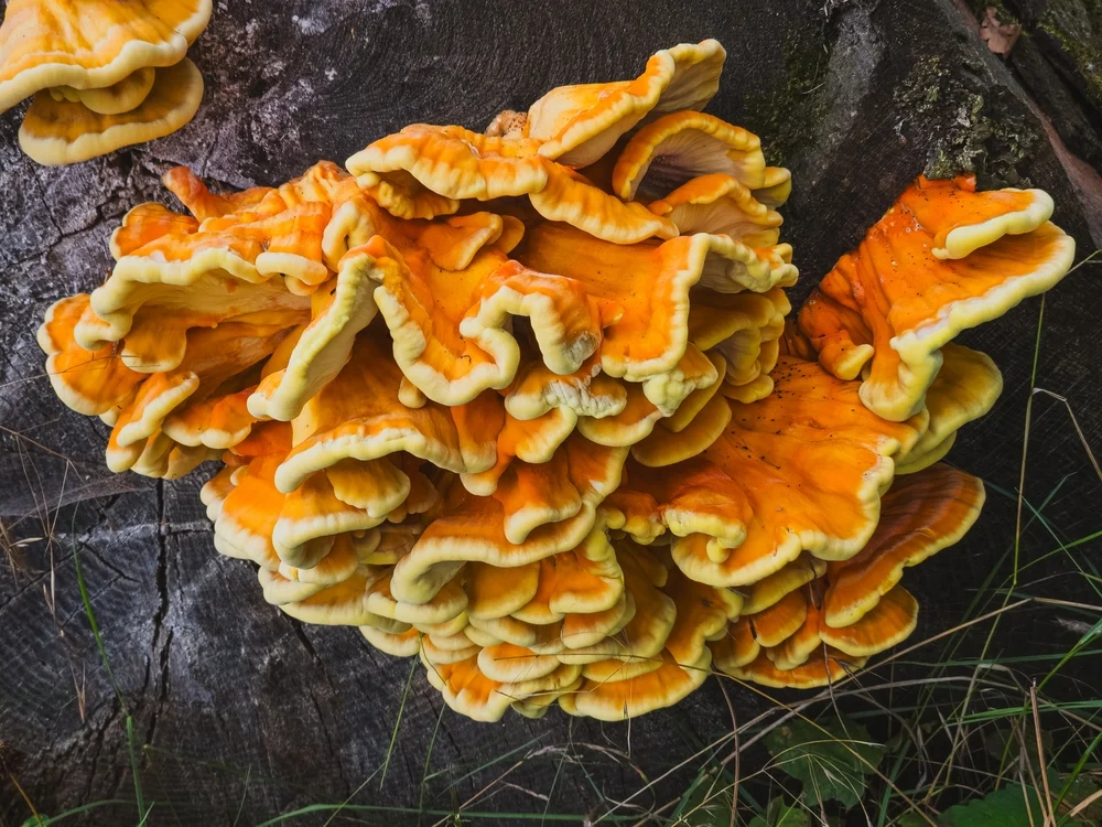 Šumska piletina, recept za gljivu koja ima okus piletine
