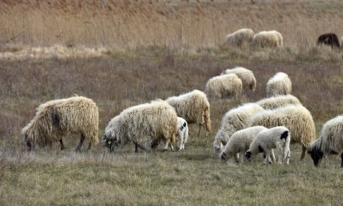 EPIDEMIOLOŠKI ALARM: Bruceloza se širi u BiH, prvi put potvrđeni oboljeli među stanovništvom u više kantona