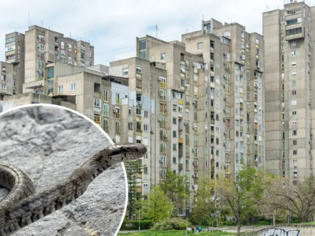 Horor u novom stanu: Iz sna je probudio snažan pritisak, zmija joj se obmotala oko vrata! ‘Čupala sam kosu…’